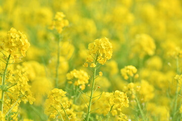 Obraz premium 春の花