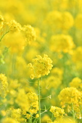 Obraz premium 黄色の花