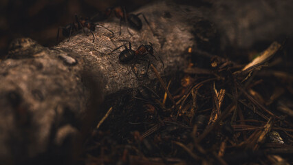 Ants and ants in the forest. Ants and ants in nature.