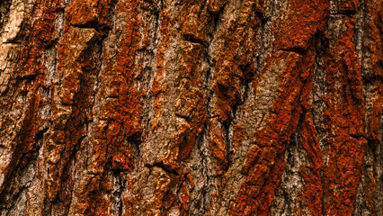 Texture of the bark of a tree. Abstract background for design.
