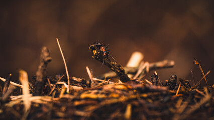 Close up of dragonfly in the forest. Selective focus.