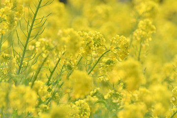 Obraz premium 菜の花 黄色の花