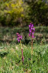 Orchis died. Green-winged orchid in bloom in a forest clearing among the grass. Satyrion.