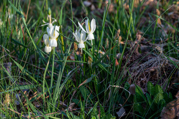 Narcissus triandrus. Daffodil with white flowers among the grass in a forest clearing.