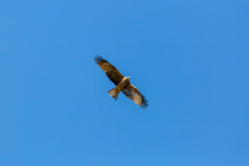 Milvus migrans. Black Kite in flight with blue sky in the background.