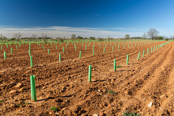 Vineyard plantation with vine protective tubes. Leon, Spain.