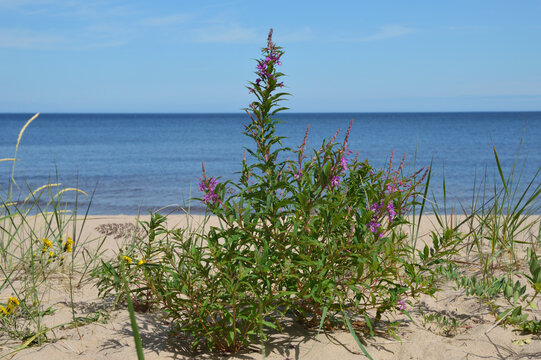 Fireweed on the shore of the lake.