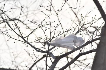 風で木に引っかかったビニール袋