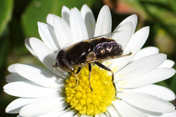 Hoverfly Eristalinus sepulchralis, family syrphidae on a flower of common daisy, Bellis perennis, family Asteraceae. Spotted eyes. Dutch garden, Spring, March.