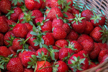 Delicious ripe strawberries in a basket