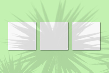 Natural light casts shadows from the plant on 3 square sheets of white textured paper lying on green background. Mockup