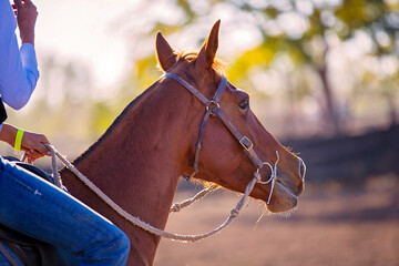 Closeup of a horse with rider at a country campdraft and rodeo