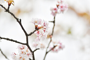 桜の花