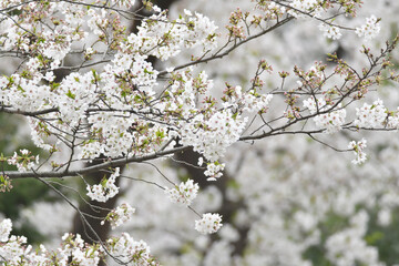 満開の桜