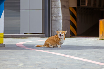 An old dog sits on the sidewalk on a spring day