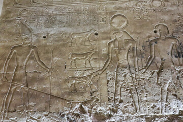 Pharoah Seti I makes offerings of cows to the God Horus in this wall relief in the Temple of Seti built in 13th century BC by the Pharoah Seti I near Abydos,Egypt