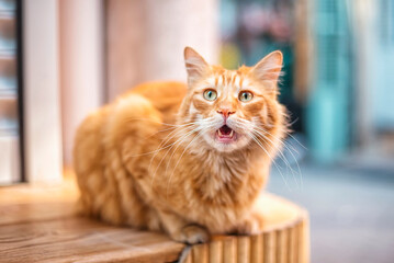 Surprised ginger cat on the street