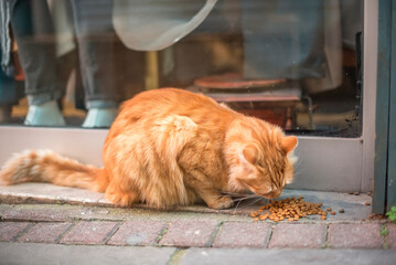 Red cat eats food on the street