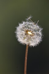 dandelion seed head