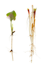 Fototapeta premium young sprout of houttuynia isolated on a white background