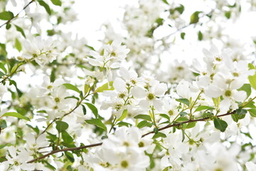 白色の花　リキュウバイ