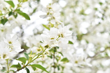 白色の花　リキュウバイ