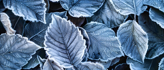 A close up of a leafy plant with frost on it. Concept of stillness and tranquility, as the frosted leaves appear to be frozen in time. The blue color of the leaves