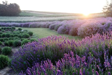 lavender field in region