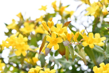 黄色の花　カロライナジャスミン