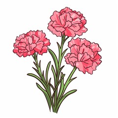 Carnations Pink carnations symbolize love and admiration