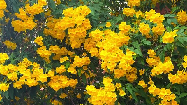 Yellow elder, Trumpetflower (Tecoma stans) is the Yellow Trumpetbush is a broadleaf evergreen shrub. The Trumpet vine flower with blue sky background in sunny day.