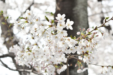 開花した桜