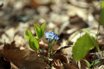 フデリンドウ リンドウ Gentiana