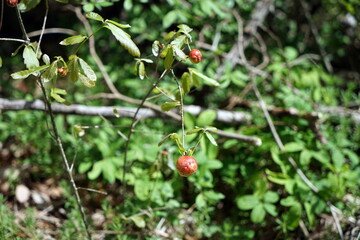 ナラメリンゴフシ ナラメリンゴタマバチ Biorhiza weldi