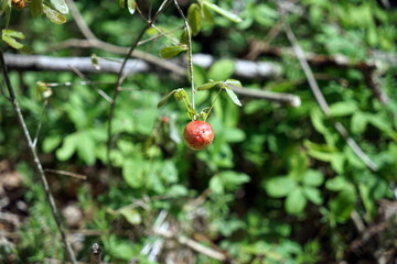 ナラメリンゴフシ ナラメリンゴタマバチ Biorhiza weldi