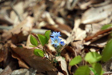 フデリンドウ リンドウ Gentiana
