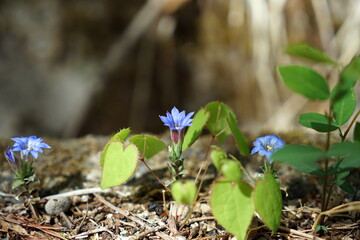 フデリンドウ リンドウ Gentiana