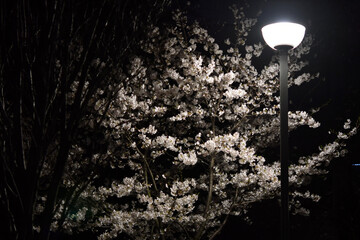 夜の公園の桜