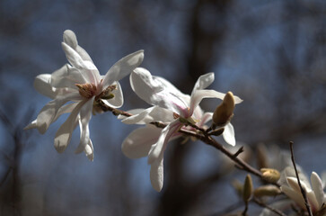 Closeup of magnolia in bloom against blue sky