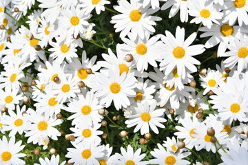 白色の花　ノースポール