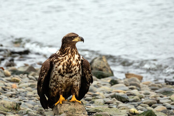 Young speckled American bald eagle in coastal Alaska United States
