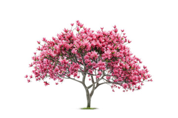 Blooming Pink Tree in Full Flower
