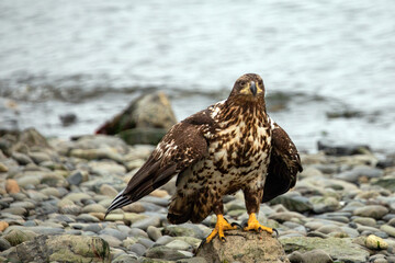 Speckled brown young american bald eagle in coastal Alaska United States