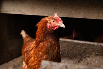 domestic chick hen looking at camera. head, eye, beak, portrait of red chicken. free range chickens, close-up