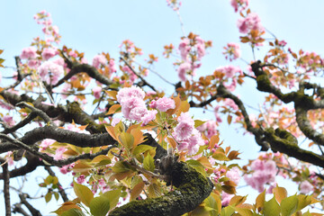 ピンク色の花　八重桜
