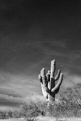 Lone saguaro cactus in the Salt River management area near Scottsdale Mesa Phoenix Arizona United States