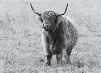 highland cow
