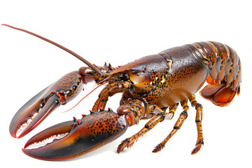 A lobster with its claws raised, isolated on a white background
