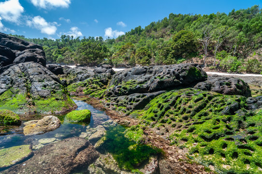 the beauty of wediombo beach in gunungkidul, with a foreground of bebaruan and a backdrop of a row of thousand mountains during the day.