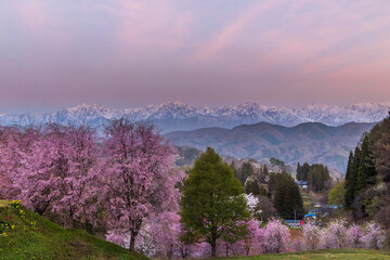 長野県小川村立屋展望台から満開の桜と夜明けの北アルプス